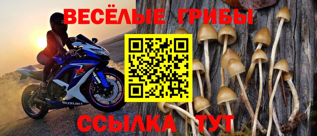 Псилоцибиновые грибы Psilocybine cubensis  Вход с VPN  Галлюциногенные грибы ЛСД  Каменка 